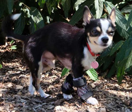 Orthesenversorgung Hund