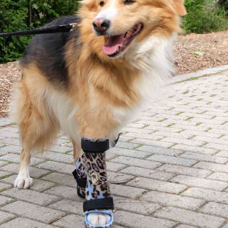Orthesenversorgung Hund