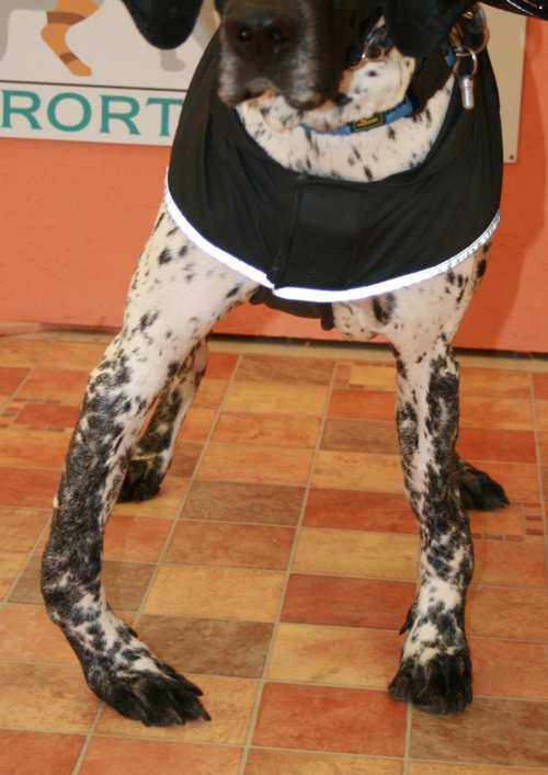 Fehlstellung Hund