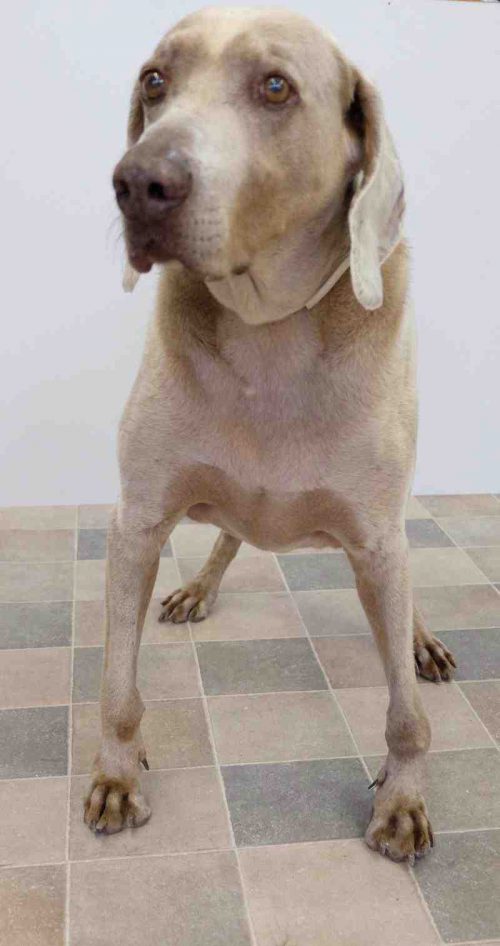 Fehlstellung Hund