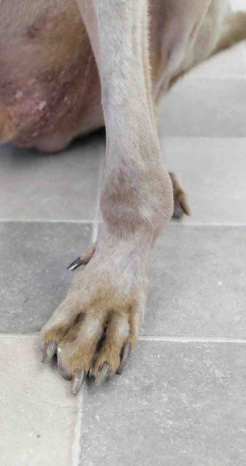 Fehlstellung Hund
