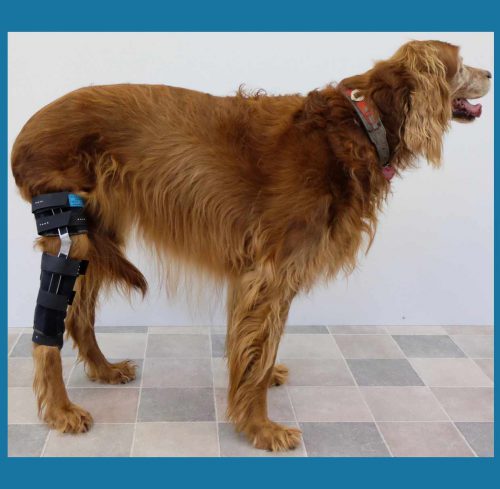 Akutversorgung Hundeknie