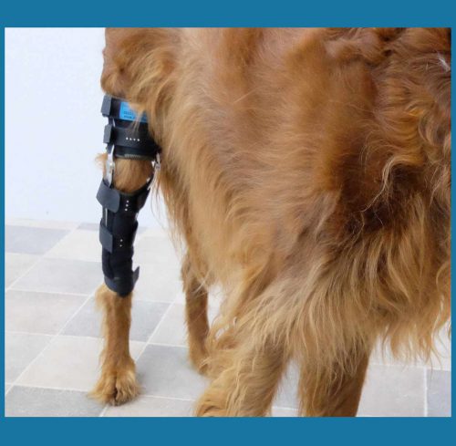 Knieschiene am Hund