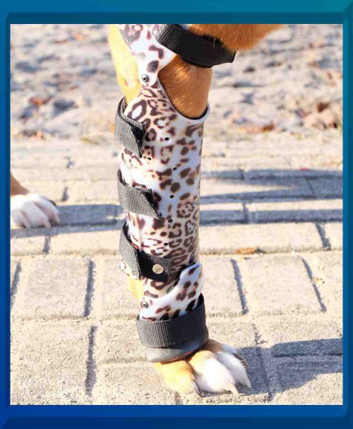 Orthese am Hund