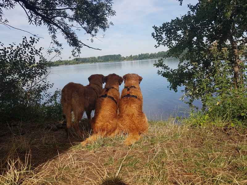 Kundenfoto Hunde am See