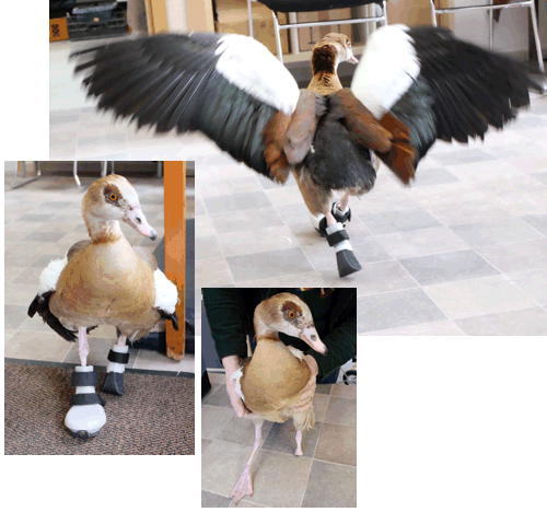 Nilgans Prothesenversorgung