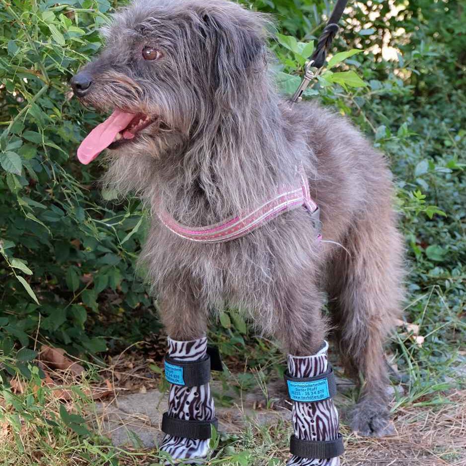 Zwei Orthesen für den Hund