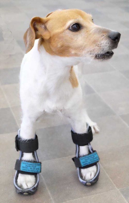 Orthesenversorgung Hund