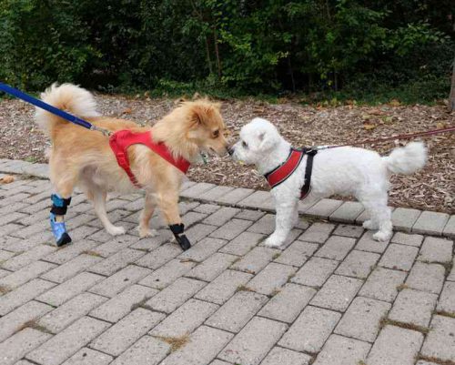 Hundetreff mit Prothese