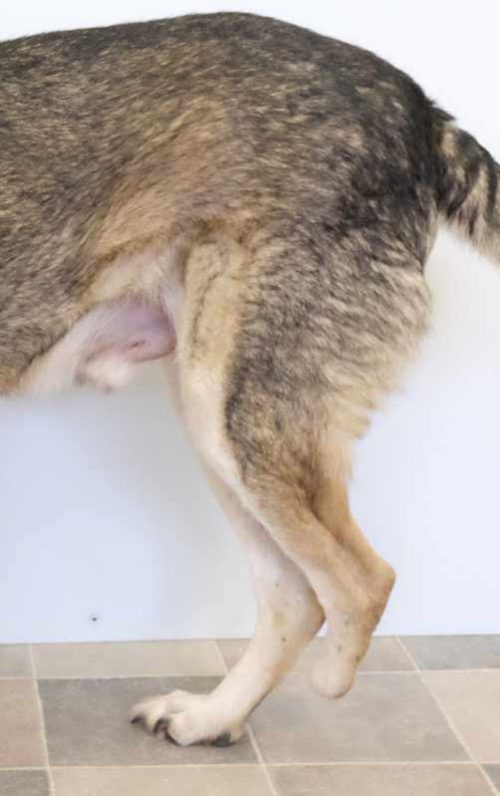 Hund Amputation hinten