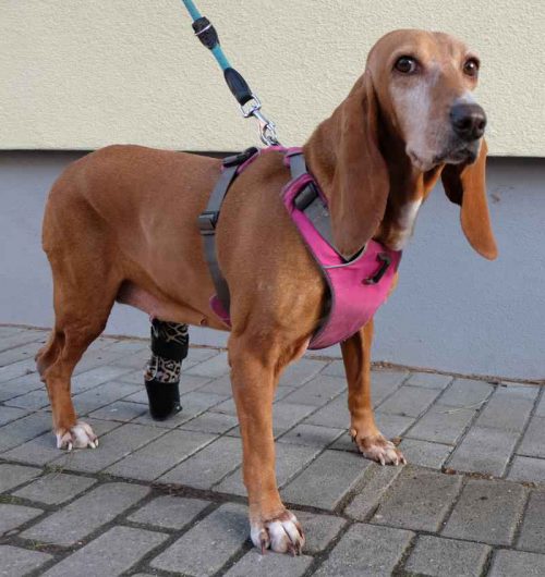Prothese hinten am Hund