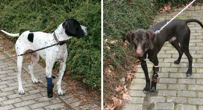Hunde mit Prothese