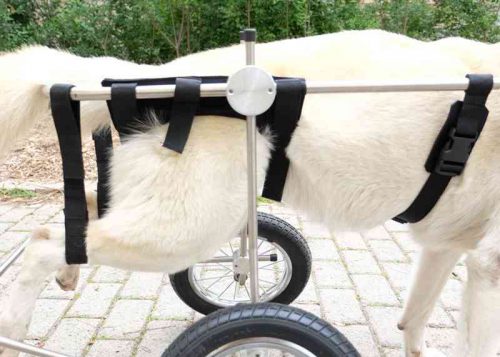 Rollwagen am Hund