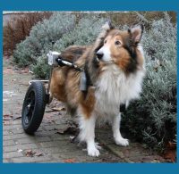 Hund mit Rollwagen
