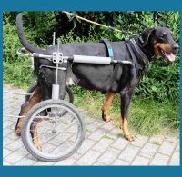 Hund mit Rollwagen
