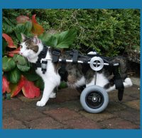 Katze im Rollwagen