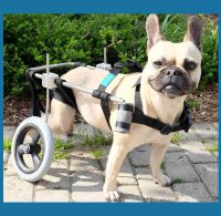 Hund mit Rollwagen