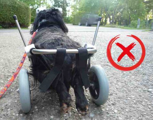 So nicht Beispiel Hund