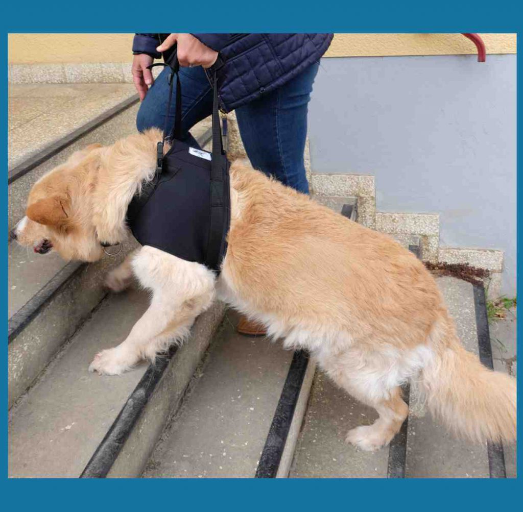 Hund mit Tragehilfe auf Treppe