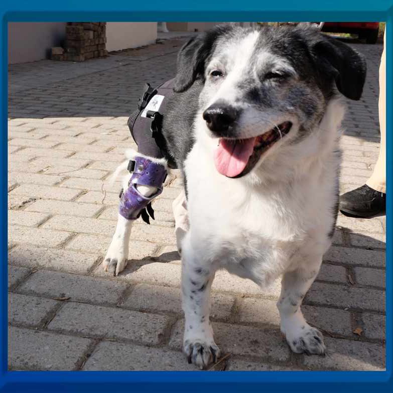 Orthesenversorgung am Hund