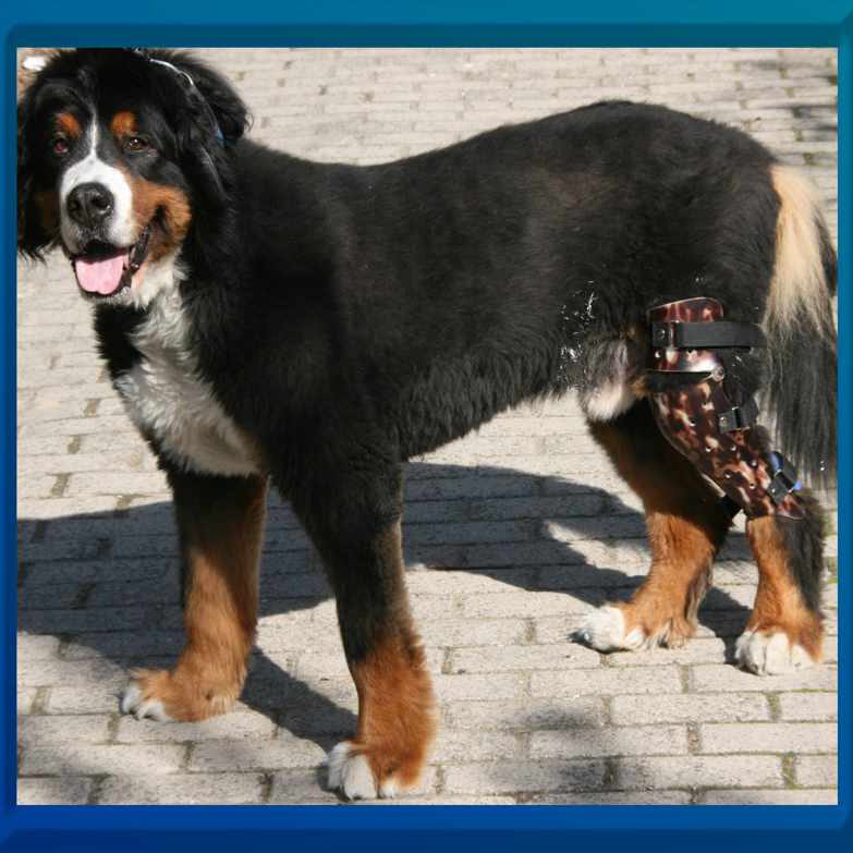 Orthesenversorgung Hund
