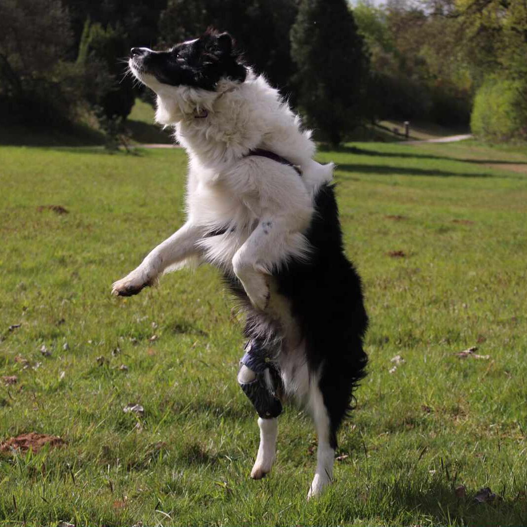 Springender Hund mit Orthese
