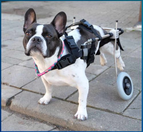 Hund mit Rollwagen