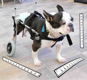 Hund vermessen