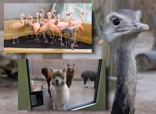 Zootiere Tierpark Worms