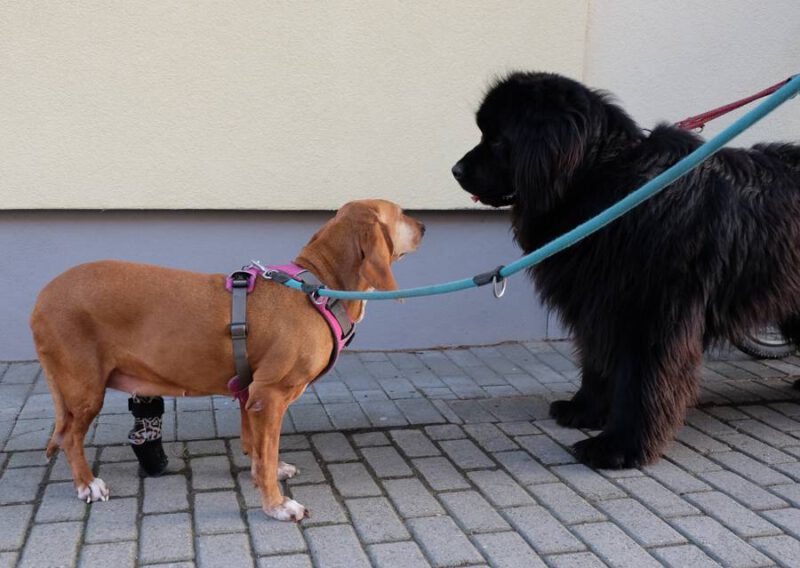 Hunde auf der Strasse