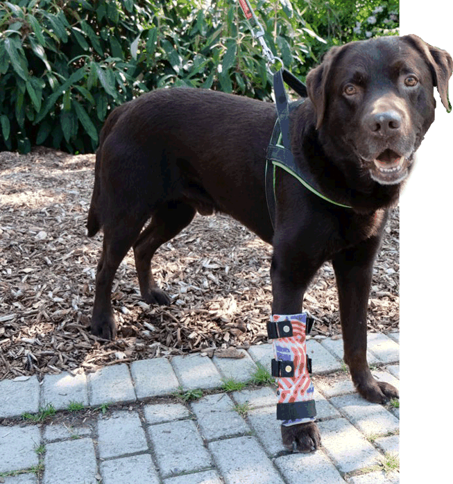 Tier-Orthopädietechnik – Pfaff Tierorthopädie