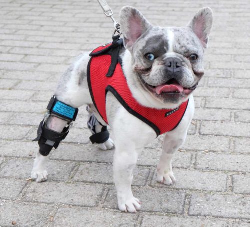 Hund mit Knieschiene