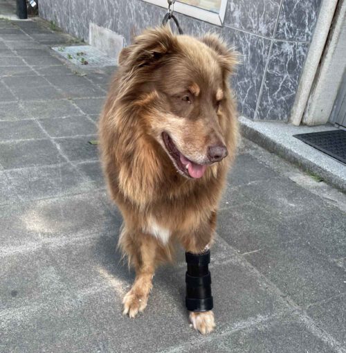 PTO Orthese am Hund