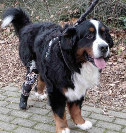 Hund mit Prothese